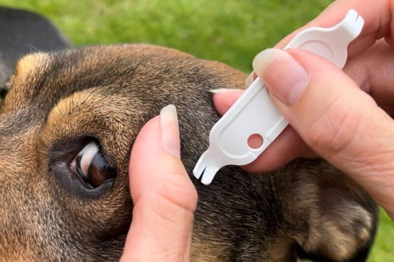 Dog getting af tick removed with Tick-off