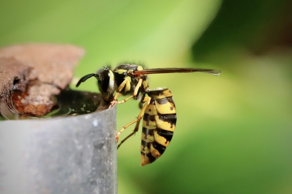Yellow jacket on side of metal container
